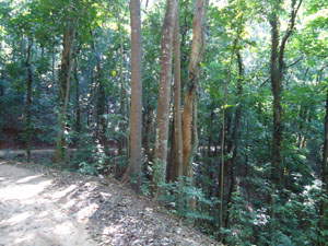 Plants in  Udawatta Kele forest